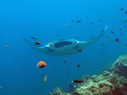 Diving Hin Daeng from Koh Lanta with Dive & Relax