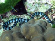 Banded Sea Snake @ Bida