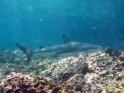 Black Tip Reef Shark @ Bida