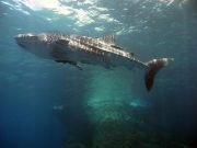 Koh Haa Diving