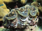 Fluted Giant Clam (Tridacna squamosa)