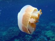 Sea Tomato (Crambione mastigophora) @ Koh Haa