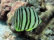 Eight-banded Butterflyfish (Chaetodon octofasciatus)