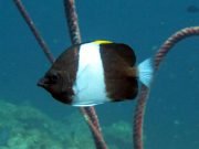 Black Pyramid Butterflyfish (Hemitaurichthys zoster)