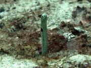 Spotted Garden Eel (Heteroconger hassi)