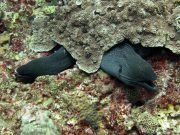 Giant Moray (Gymnothorax javanicus)