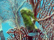 Tiger Tail Seahorse (Hippocampus comes)