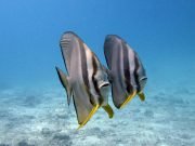 Longfin Batfish @ Koh Haa with Dive & Relax