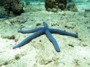 Blue Sea Star (Linckia laevigata) @ Koh Haa Lagoon