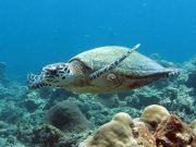 Hawksbill Sea Turtle (Eretmochelys imbricata)